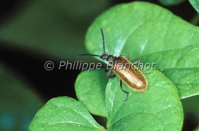 lagria hirta.JPG - Lagria hirtaColeoptera, Tenebrionidae, LagriinaeFrance